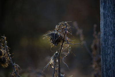 Close-up of wilted plant