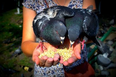 Close-up of hand holding bird