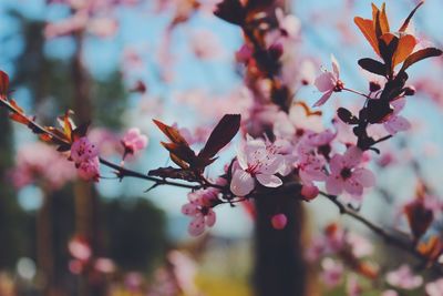 Close-up of pink cherry blossom