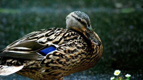 Close-up of a bird