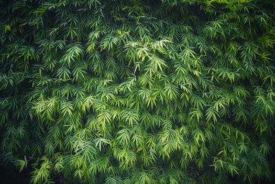 Full frame shot of trees