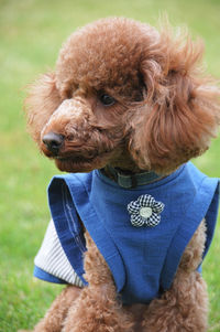 Close-up of a dog