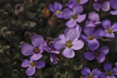 Close-up of purple flowering plants