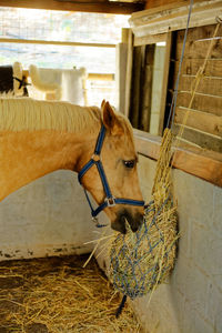 Horse in stable