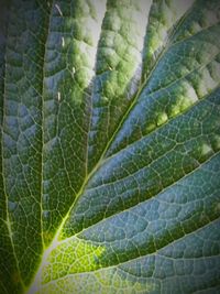 Full frame shot of leaf