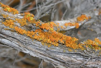 Close-up of moss on tree trunk