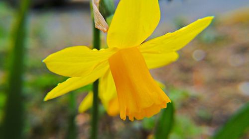 Close-up of yellow flower