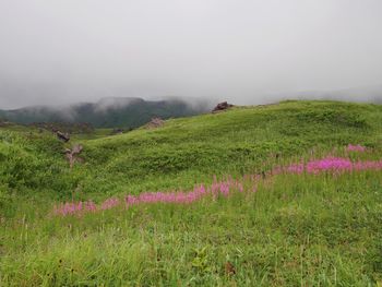 Scenic view of grassy field