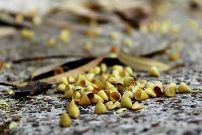 Close-up of food