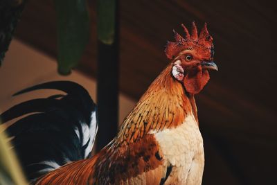 Close-up of rooster