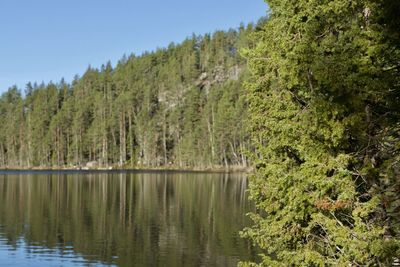 Scenic view of lake in forest against sky