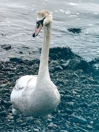 Close-up of swan swimming in water