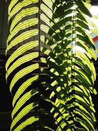 Low angle view of palm leaves