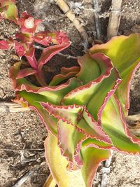 High angle view of succulent plant