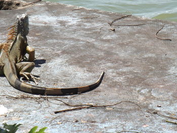 High angle view of crab on wood