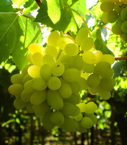 Close-up of grapes growing on tree