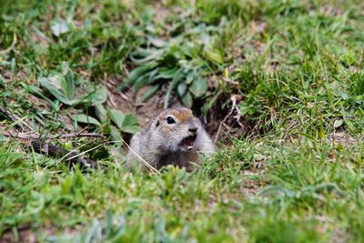 Close-up gopher peeps out of the hole and screams