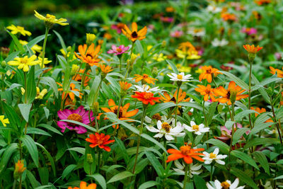 Close-up of flowering plants on field