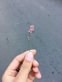 Close-up of hand holding flower