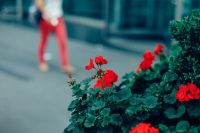 Close-up of red flowers blooming outdoors