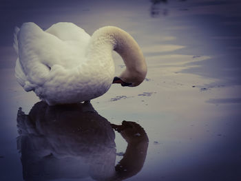 Close-up of swan in lake