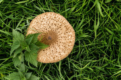 High angle view of mushroom on grass