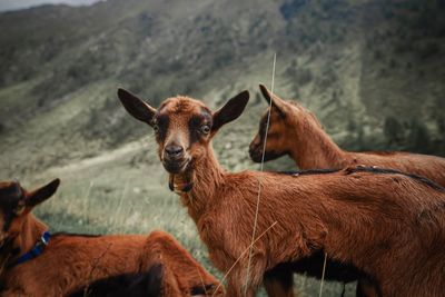 Llamas standing against mountain