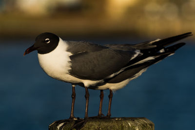 Close-up of bird perching outdoors