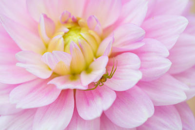 Close-up of pink flower