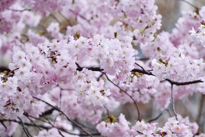 Close-up of pink cherry blossom