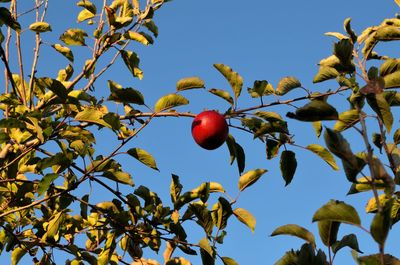 Low angle view of fruits on tree against sky