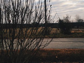 Close-up of tree against sunset sky