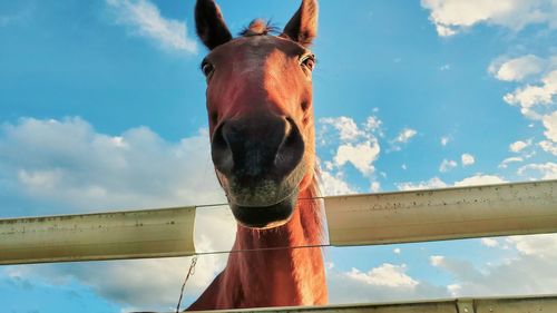 Low angle view of horse