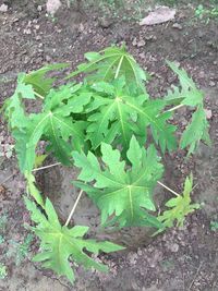 High angle view of leaf on field