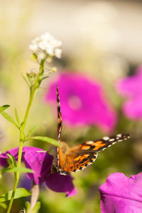 Close-up of butterfly pollinating on pink flower