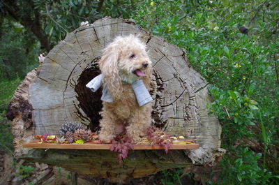 Portrait of dog sitting on tree