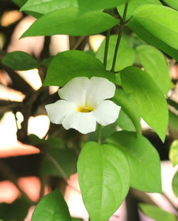 Close-up of white flowering plant
