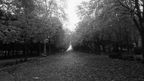 Footpath amidst trees in forest