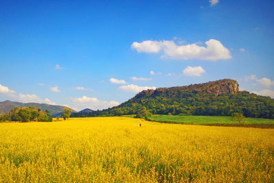 Scenic view of oilseed rape field against sky