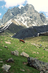 High angle view of horse on snow covered field