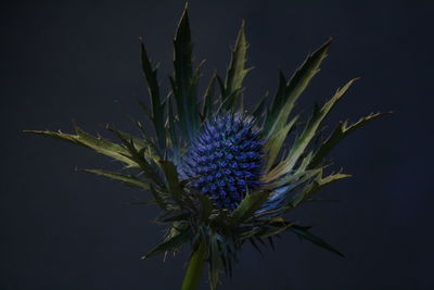 Close-up of purple flower