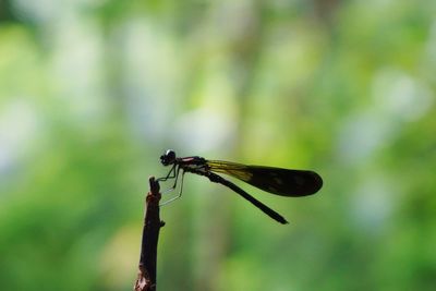 Close-up of dragonfly on plant