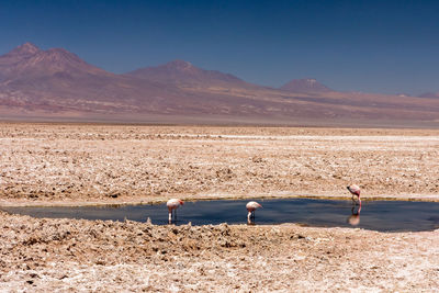 View of birds on land against the sky