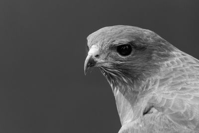 Close-up of eagle against black background