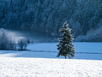 Tree on snow covered landscape at night