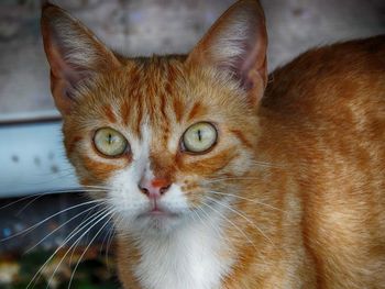 Close-up portrait of cat