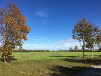 Trees on field against blue sky
