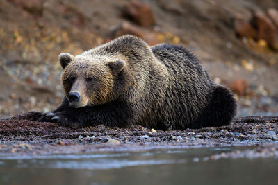 Close-up of a bear