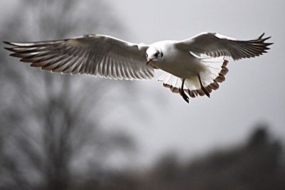 Seagull flying over white background