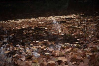 Close-up of autumn leaves on tree